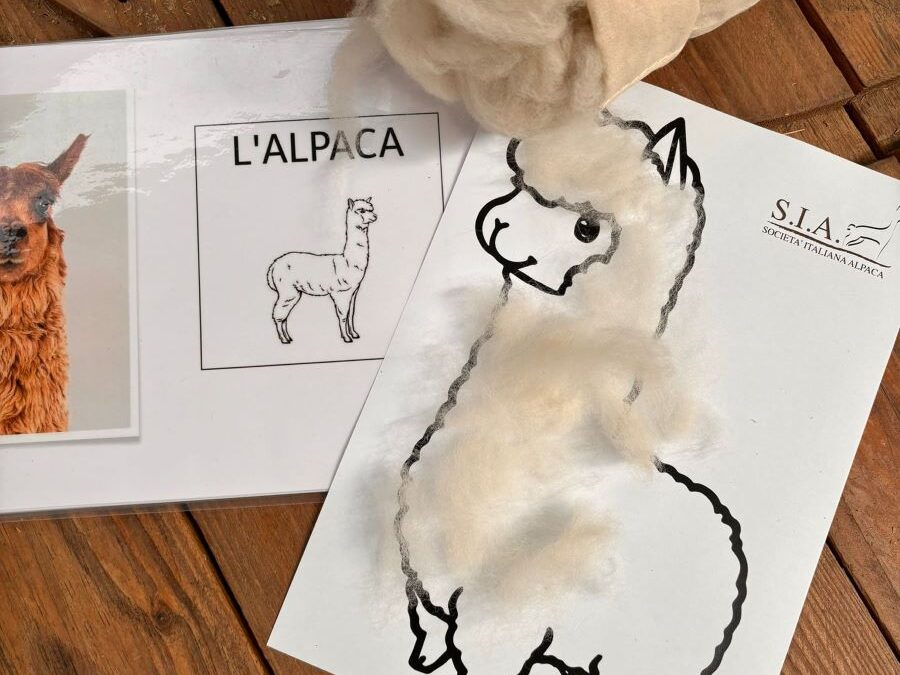 L’Alpaca Show Spring dei piccoli